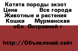 Котята породы экзот › Цена ­ 7 000 - Все города Животные и растения » Кошки   . Мурманская обл.,Островной г.